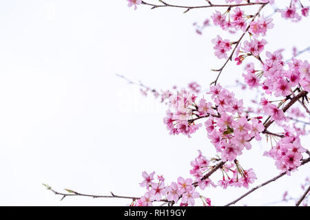 Bellissimi fiori di ciliegio sakura tree fiorire in primavera isolato su sfondo bianco, copia spazio, vicino. Foto Stock