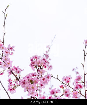 Bellissimi fiori di ciliegio sakura tree fiorire in primavera isolato su sfondo bianco, copia spazio, vicino. Foto Stock