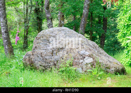 Grande roccia circondato da boschi di alberi con un unico fiore Foxglove Foto Stock
