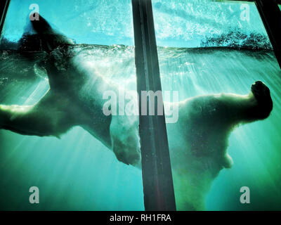 Orso di ghiaccio nuoto in zoo Foto Stock