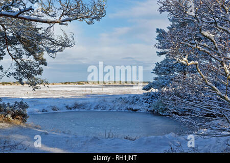 Foresta CULBIN FORRES MORAY SCOZIA Congelato stagno e coperta di neve LAGUNA Foto Stock