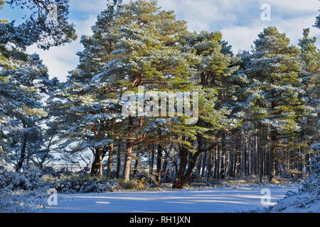 Foresta CULBIN FORRES MORAY Scozia scozzesi di alberi di pino e una spolverata di neve Foto Stock