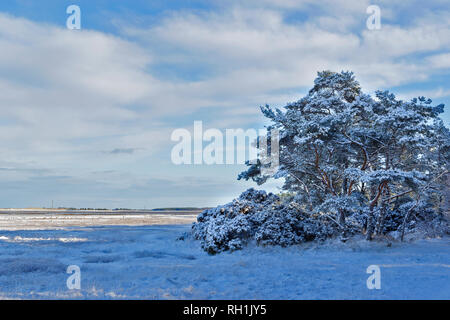 Foresta CULBIN FORRES MORAY Scozia di pino silvestre e coperta di neve LAGUNA AJANUARY nevicata Foto Stock