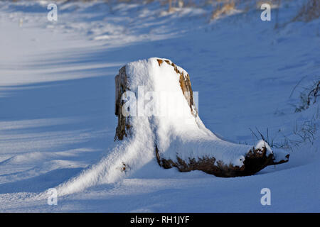 Foresta CULBIN FORRES MORAY Scozia coperta di neve CULBIN spiaggia soleggiata con tronco di albero Foto Stock