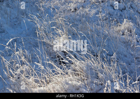 Foresta CULBIN FORRES MORAY Scozia gambi di erba ricoperta di cristalli di ghiaccio e nevicate invernali Foto Stock