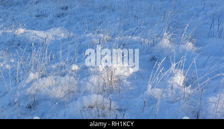 Foresta CULBIN FORRES MORAY Scozia cristalli di ghiaccio e neve coperto erbe intorno alla laguna Foto Stock