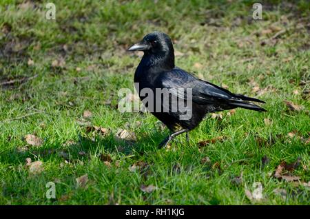 Un corvo puntoni di tutta l'erba in London Inghilterra England Foto Stock