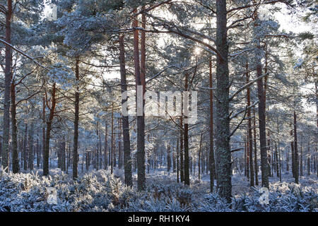 Foresta CULBIN FORRES MORAY Scozia neve invernale con il sole che filtra attraverso il pino silvestre alberi Foto Stock