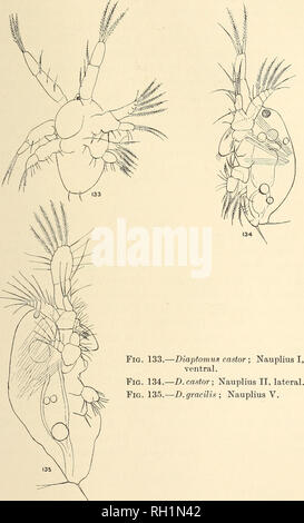 . British di acqua fresca Copepoda. --. Copepoda; Crostacei. DIAPTOMUS. 117. Si prega di notare che queste immagini vengono estratte dalla pagina sottoposta a scansione di immagini che possono essere state migliorate digitalmente per la leggibilità - Colorazione e aspetto di queste illustrazioni potrebbero non perfettamente assomigliano al lavoro originale. Gurney, Robert. Londra : Ray Society Foto Stock