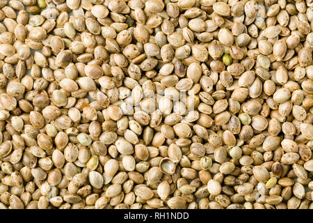 Primo piano della Cannabis semi di canapa. top view textured background. Studio shot Foto Stock