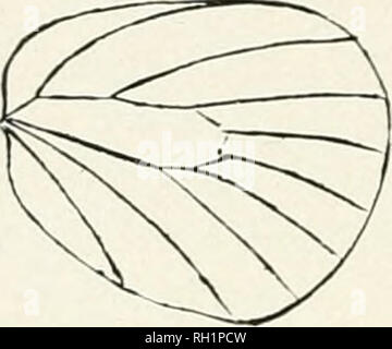 . Bollettino. Storia naturale; Storia Naturale -- Montana. Fig. 93. Venatura di Rusticus melissa. La famiglia include le farfalle di piccole dimensioni e la delicata struttura. Essi sono facilmente distinguibili da capitani. Il corpo è snello e le ali delicate e spesso brigntly colorati, e il club dell'an- tennae dritto. Le antenne sono quasi sempre di inanellare con bianco e una cospicua di RIM di squame bianco circonda gli occhi. Il raggio della ribalta ali è tre o quattro ramificato. Il blues può essere distinto dal metallo-segna l'assenza della costiera e vene omerale di hind w Foto Stock