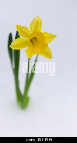 Bel colore giallo fioritura narcissus prorompe del bianco della neve in inverno Foto Stock
