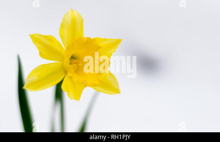 Bel colore giallo fioritura narcissus prorompe del bianco della neve in inverno Foto Stock