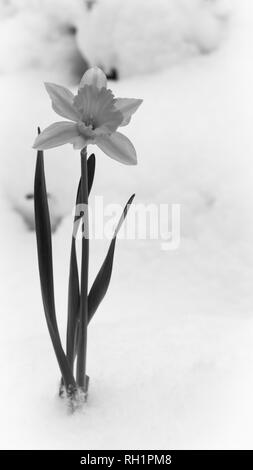 Bel colore giallo fioritura narcissus prorompe del bianco della neve in inverno. In bianco e nero. Foto Stock