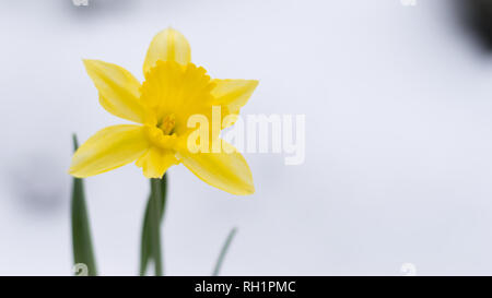 Bel colore giallo fioritura narcissus prorompe del bianco della neve in inverno Foto Stock