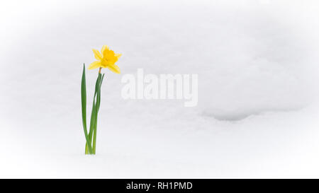 Bel colore giallo fioritura narcissus prorompe del bianco della neve in inverno Foto Stock