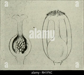 . Bollettino. Storia naturale; Storia Naturale -- Montana. La fertilizzazione incrociata delle piante. 263 Alcuni dispositivi tendente ad assicurare Cross-Fertilization di piante. Maurice Ricker. La quercia ha un vento-impollinata fiore. In alcuni impianti il polline viene trasportato dall'acqua. Un gran numero di la cospicua di piante fiorite vengono impollinate da insetti, api tenendo la parte principale, sebbene falene, farfalle, mosche, coleotteri e bug fare molto del lavoro. Alcuni dei deep throated fiori, come il miele-allattare, vengono impollinate dal ronzio- ming bird. Altri specialmente adattato le piante sono dette per essere impollinata da lumache. Ch Foto Stock