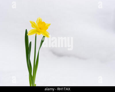 Bel colore giallo fioritura narcissus prorompe del bianco della neve in inverno Foto Stock