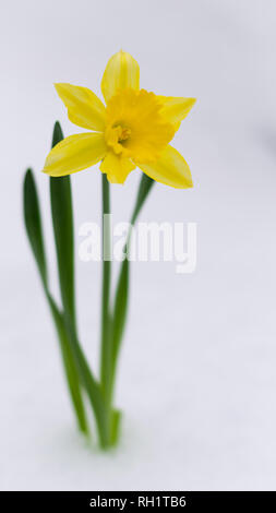Bel colore giallo fioritura narcissus prorompe del bianco della neve in inverno Foto Stock