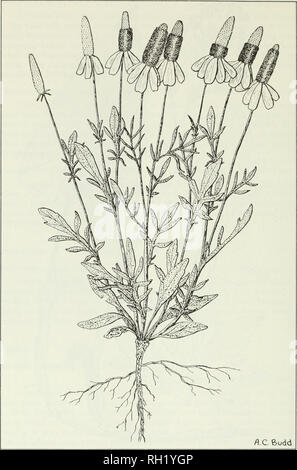 . Budd la flora della Canadian Prairie Province. La botanica; Botanique. Fig. 223. A lungo guidato coneflower, Ratibida columnifera (Nutt.) Woot. &Amp; Standi. 772. Si prega di notare che queste immagini vengono estratte dalla pagina sottoposta a scansione di immagini che possono essere state migliorate digitalmente per la leggibilità - Colorazione e aspetto di queste illustrazioni potrebbero non perfettamente assomigliano al lavoro originale. [Ottawa] : il ramo di ricerca, agricoltura Canada Foto Stock