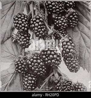 . Lampadine semi di arbusti : autunno 1916. Cataloghi di sementi; semi di ortaggi cataloghi; fiori Semi cataloghi; Vivai (orticoltura) Cataloghi. Norvegia Maple Blackberry frutti il successivo trapianto con successo in autunno. Per ogni 10 mele. 11-16 pinza 6 metri in altezza 0,50 dollari $4,50 varietà precoci- cadere e varietà invernali- Duchessa di Oldenburg Baldwin Northern Spv early harvest Ben Davis Roma bellezza della fanciulla arrossire Fameuse Tolman rosso dolce Grimes Astrachan' Golden ricchi pos di vino Jonathan giallo trasparente CRAB mele 50 4,50 Hyslop Martha Whitney PERE, 5 a 6 piedi 60 5.00 Duchessa Garber F Foto Stock