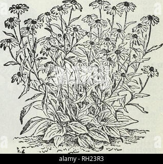 . Bulbi e piante : autunno 1905. Semi di fiori di cataloghi; lampadine (piante) Semi cataloghi; Vivai (orticoltura) cataloghi; piante ornamentali, cataloghi. Esso UDBECKIA PURPUREA. SHASTA DAISY. RUDBECKIA-cono fiore. Questa classe di piante bello è considerato assolutamente indispensabili in piante erbacee o arbusto- bery confine. Tutte le varietà sono molto appariscente ed estremamente efficace. R. "Golden Glow"-una superba varietà, che è diventato molto popolare e completamente merita la lode conferito su di esso. La pianta cresce da 6 a 7 metri in altezza e porta a lungo, strong- derivava, molto' molto ampia e doppio gol Foto Stock