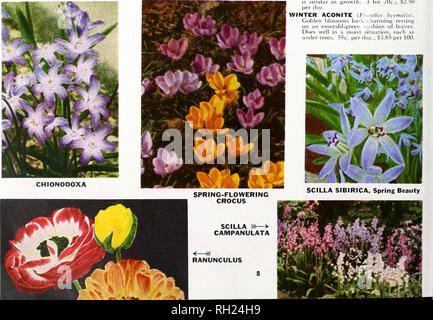 . Lampadine, piante e semi di erba per l'autunno 1962 semina. Vivai (orticoltura) cataloghi; lampadine (piante) cataloghi; semi cataloghi; alberi cataloghi. • Varie lampadine • HOLLAND CROCUS Sprins-Flowerins Top-size lampadine, 9 cm. e fino nella circonferenza, uno dei primi di fiori a fiorire in primavera. Crocus crescerà nel prato, in aiuole, sulle pendici di terrazze. Impianto 2 a 3 pollici profondo. Il barone von Brunow. Ricca Deep Purple. 60c. per doz.: S4.25 per 100. Ricordo. Blu scuro. 60c. per doz.; S4.25 per 100. Kathleen Parlow. Bianco. 60c. per doz.; S4.S(I/100. Bellezza a strisce. 60c Foto Stock