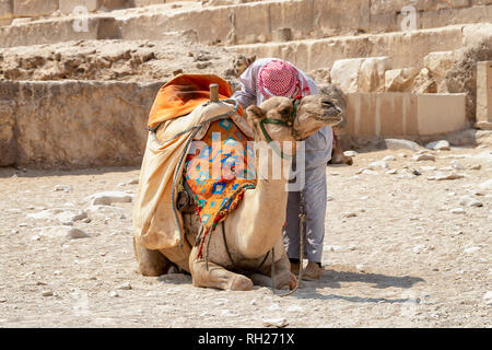 Bedouin con cammello per turisti vicino a piramidi a Giza deserto, Egitto Foto Stock