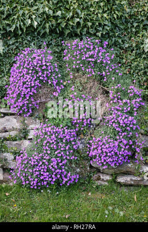 Herefordshire, Regno Unito. Un intrico di Aubrieta blu (aubretia, aubrietia o Rock Cress) cascate giù un vecchio muro di pietra in un giardino cottage Foto Stock