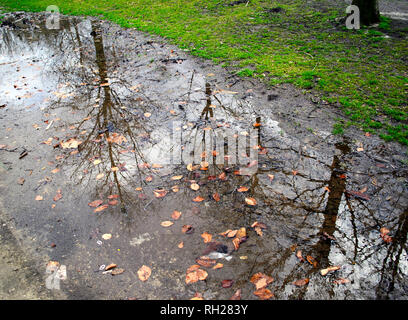 Le riflessioni di rami di alberi sul terreno bagnato a Vondelpark Amsterdam Olanda - dopo la pioggia la fotografia Foto Stock
