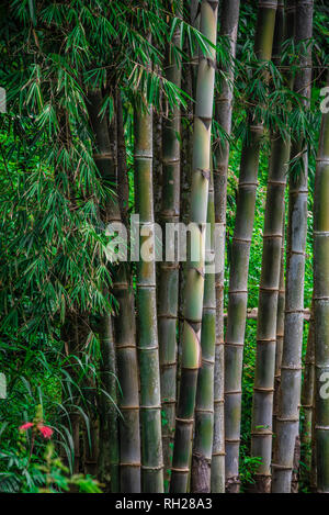 Gli alberi di bambù nella foresta di pioggia Foto Stock