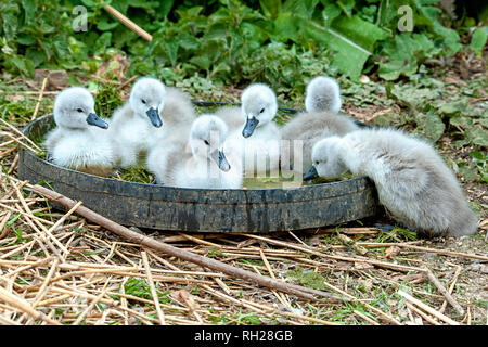 Close-up immagine del Cigno Cygnets - Cygnus olor godendo il sole primaverile Foto Stock