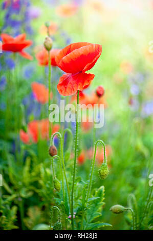 Close-up di immagine di colore rosso vivace, fioritura estiva papaveri in un prato di fiori selvaggi. Foto Stock