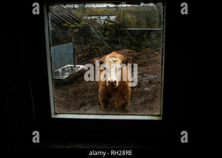 Mucca visto attraverso la finestra bovini giovani, guardando verso la telecamera, nel cantiere di fattoria Foto Stock