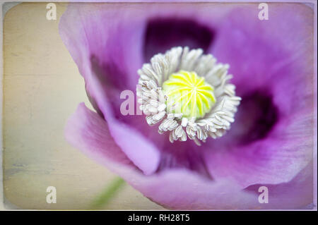 Close-up immagine della bella viola di papavero da oppio fiore noto anche come Papaver somniferum breadseed o semi di papavero Foto Stock