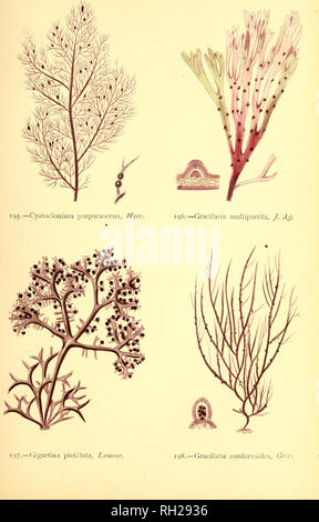 . British alghe : tracciata dal Professor Harvey's "Phycologia Britannica" .... Alghe marine. Piastra XLIII.. Si prega di notare che queste immagini vengono estratte dalla pagina sottoposta a scansione di immagini che possono essere state migliorate digitalmente per la leggibilità - Colorazione e aspetto di queste illustrazioni potrebbero non perfettamente assomigliano al lavoro originale. Gatty Alfred, la sig.ra , 1809-1873; Harvey, William H. (William Henry), 1811-1866. Phycologia britannica. Londra : Bell e Daldy Foto Stock