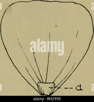 . British plants : their biology and ecology. Plants; Plant ecology. 170 BRITISH PLANTS Flowers are visited by any honey-seeking insect capable of extracting the honey. Some of the smaller flowers secrete a great deal of honey, but as it is more or less freely exposed, a large number of insects are able to reach it. Some of the Umbellifera? and Compositae, for instance, with only slightly-concealed honey, are visited by an enormous number of insects—e.g., dandelion and Senecio Jacdbcea. The hogweed {Heracleum Sphondylinm) is said to be visited by 118 different insects—possibly a record among B Foto Stock