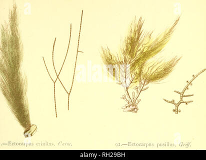 . British alghe : tracciata dal Professor Harvey's "Phycologia Britannica" .... Alghe marine. Piastra XXI. Si prega di notare che queste immagini vengono estratte dalla pagina sottoposta a scansione di immagini che possono essere state migliorate digitalmente per la leggibilità - Colorazione e aspetto di queste illustrazioni potrebbero non perfettamente assomigliano al lavoro originale. Gatty Alfred, la sig.ra , 1809-1873; Harvey, William H. (William Henry), 1811-1866. Phycologia britannica. Londra : Bell e Daldy Foto Stock