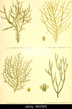 . British alghe : tracciata dal Professor Harvey's "Phycologia Britannica" .... Alghe marine. Piastra XTV.. Si prega di notare che queste immagini vengono estratte dalla pagina sottoposta a scansione di immagini che possono essere state migliorate digitalmente per la leggibilità - Colorazione e aspetto di queste illustrazioni potrebbero non perfettamente assomigliano al lavoro originale. Gatty Alfred, la sig.ra , 1809-1873; Harvey, William H. (William Henry), 1811-1866. Phycologia britannica. Londra : Bell e Daldy Foto Stock