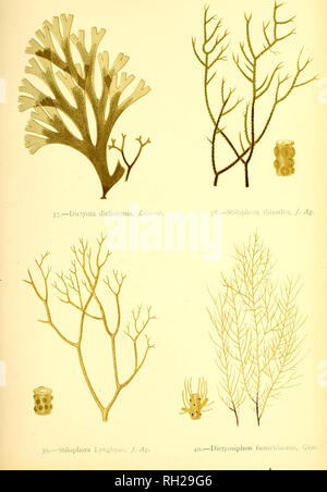 . British alghe : tracciata dal Professor Harvey's "Phycologia Britannica" .... Alghe marine. Piastra X.. Si prega di notare che queste immagini vengono estratte dalla pagina sottoposta a scansione di immagini che possono essere state migliorate digitalmente per la leggibilità - Colorazione e aspetto di queste illustrazioni potrebbero non perfettamente assomigliano al lavoro originale. Gatty Alfred, la sig.ra , 1809-1873; Harvey, William H. (William Henry), 1811-1866. Phycologia britannica. Londra : Bell e Daldy Foto Stock