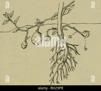 . British piante : la loro biologia ed ecologia. Piante; Ecologia vegetale. La longevità di piante 111 stelo o radice. Nella patata (Fig. 30) i tuberi sono le punte rigonfie di metropolitana di steli e " Occhi " su di esse sono le gemme. In dalia alcune delle radici che si sviluppano dalla base dello stelo diventare tuberosa. In lesser celandine e alcune orchidee, le gemme alla base dello stelo sviluppare una radice avventizi che diventa grande e tuberosa. La carnose radici tuberose di biennali sono generalmente strutture complesse. La parte da cui le gemme derivano è il gambo. In carote e rape th Foto Stock