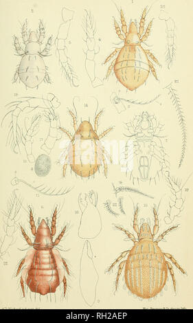 . British Oribatidae. Oribatidae; Arachnida. Piastra XLIX.. Un MixhcUL d a-d. yuxL- del- yf^sr JVeAvwua*v5i C&lt;i. ch' T' genere Hypoothonius.. Si prega di notare che queste immagini vengono estratte dalla pagina sottoposta a scansione di immagini che possono essere state migliorate digitalmente per la leggibilità - Colorazione e aspetto di queste illustrazioni potrebbero non perfettamente assomigliano al lavoro originale. Michael, A. D. (Albert Davidson), 1836-1927. Londra, il raggio della società Foto Stock