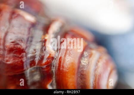 Ripresa macro di una conchiglia di mare. Foto Stock