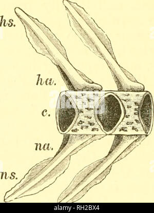 . Inglesi e irlandesi SalmonidÃ¦. Salmonidi. Fig. 6. Pinna caudale di una trota di mare, ampliato la metà e i due terzi. La locomozione è il principale utilizzo a cui le pinne dei pesci sono messi, ma anche nella locomozione altre forze sono frequentemente o piuttosto generalmente portate in gioco per assistere le alette, se tale è per lo scopo di nuoto o per saltando come nel salmone Avhile rapids ascendente quando i muscoli della coda sono di grande aiuto. Lo scheletro* o endo- scheletro di Salmonoids, consiste essenzialmente di un cranio e vertebrale o la colonna vertebrale (per i quali sono alcune appendici) questi formando una p Foto Stock