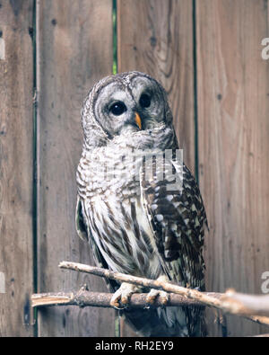 Il gufo sbarrata (lat. Strix varia), anche noto come northern sbarrate owl o hoot owl, è un vero gufo nativa per Nord America orientale Foto Stock