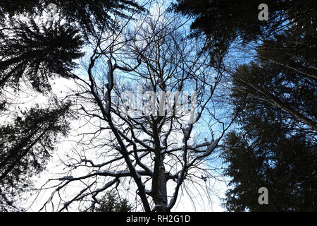 Diverse specie di alberi nelle foreste di montagna, vista dal basso Foto Stock