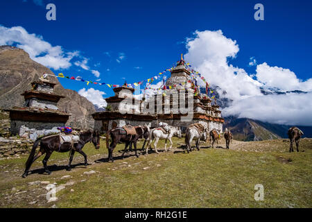 Alcuni cavalli sono il passaggio di un gruppo di chorten, gli stupa, situato all'entrata del villaggio, coperta di neve la gamma della montagna di distanza Foto Stock