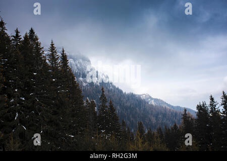 Tempesta Aproaching durante la serata nella Foresta dei Carpazi Foto Stock