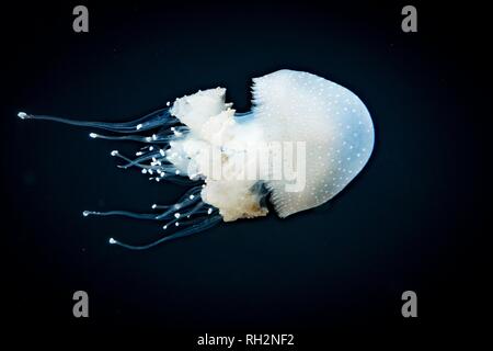 Medusa con puntini bianchi, bocca di radice medusa (Phyllorhiza punctata), uno sfondo scuro, il verificarsi del Pacifico, Vancouver Aquarium Foto Stock