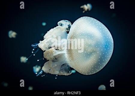 Medusa con puntini bianchi, bocca di radice medusa (Phyllorhiza punctata), uno sfondo scuro, il verificarsi del Pacifico, Vancouver Aquarium Foto Stock